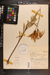 Lilium catesbaei var. longii image