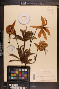 Lilium michauxii image