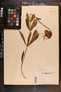 Lilium michauxii image