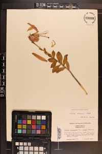 Lilium michauxii image