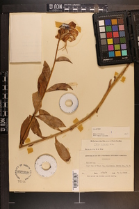 Lilium michauxii image