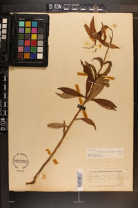 Lilium michauxii image