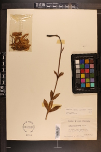 Lilium michauxii image