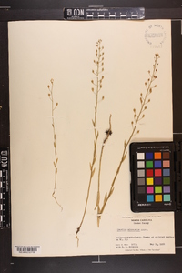 Camelina microcarpa image