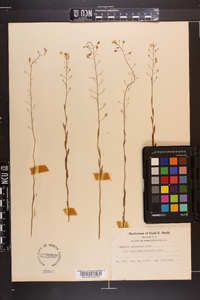 Camelina microcarpa image