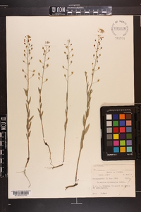 Camelina microcarpa image