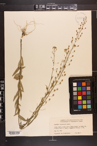 Camelina microcarpa image