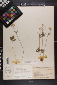 Cardamine angustata image