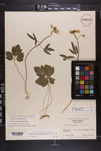 Cardamine angustata image