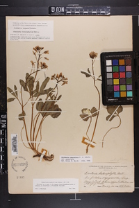 Cardamine angustata image