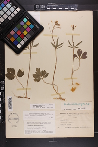 Cardamine angustata image