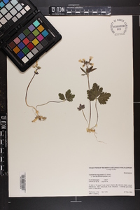 Cardamine angustata image