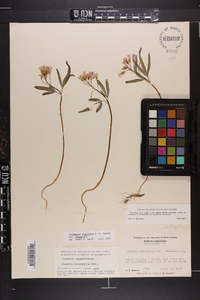 Cardamine angustata image