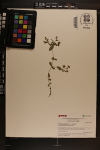 Hypericum mutilum var. mutilum image