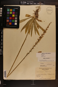 Aletris farinosa image