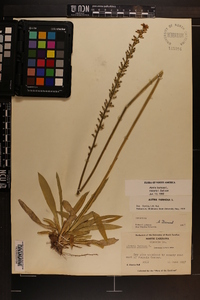 Aletris farinosa image