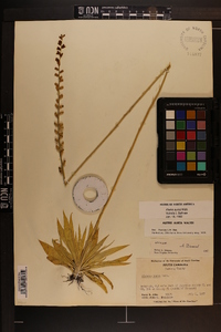 Aletris aurea image