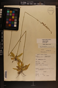Aletris aurea image