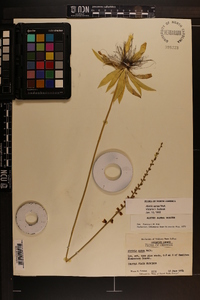 Aletris aurea image