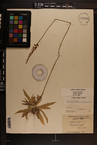 Aletris aurea image