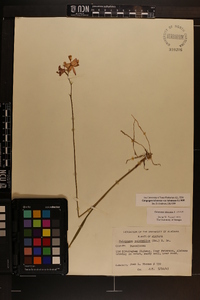 Calopogon tuberosus image