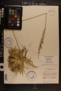 Aletris farinosa image