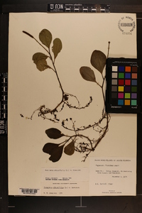 Peperomia obtusifolia image