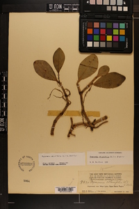 Peperomia obtusifolia image