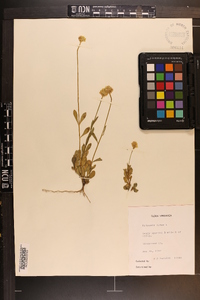 Polygala lutea image