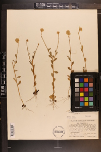Polygala lutea image