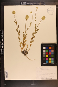 Polygala lutea image