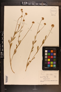 Polygala lutea image