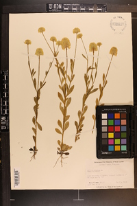 Polygala lutea image