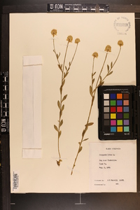 Polygala lutea image