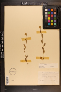 Polygala lutea image