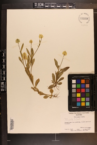 Polygala lutea image