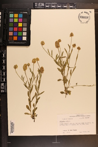 Polygala lutea image