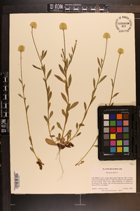 Polygala lutea image