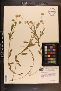 Polygala lutea image