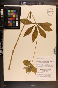 Medeola virginiana image