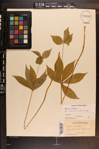 Medeola virginiana image