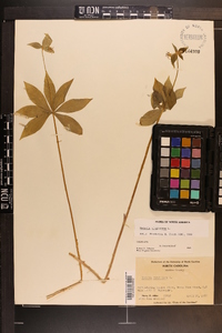 Medeola virginiana image