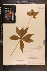 Medeola virginiana image