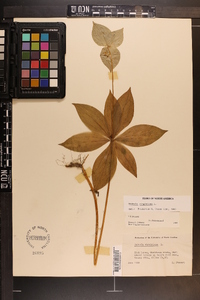 Medeola virginiana image