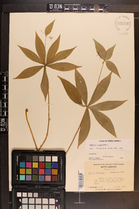 Medeola virginiana image