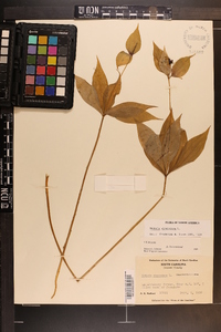 Medeola virginiana image