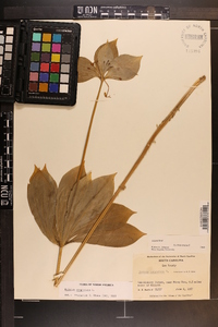 Medeola virginiana image