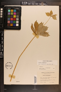 Medeola virginiana image