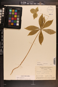 Medeola virginiana image