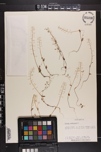 Microthlaspi perfoliatum image